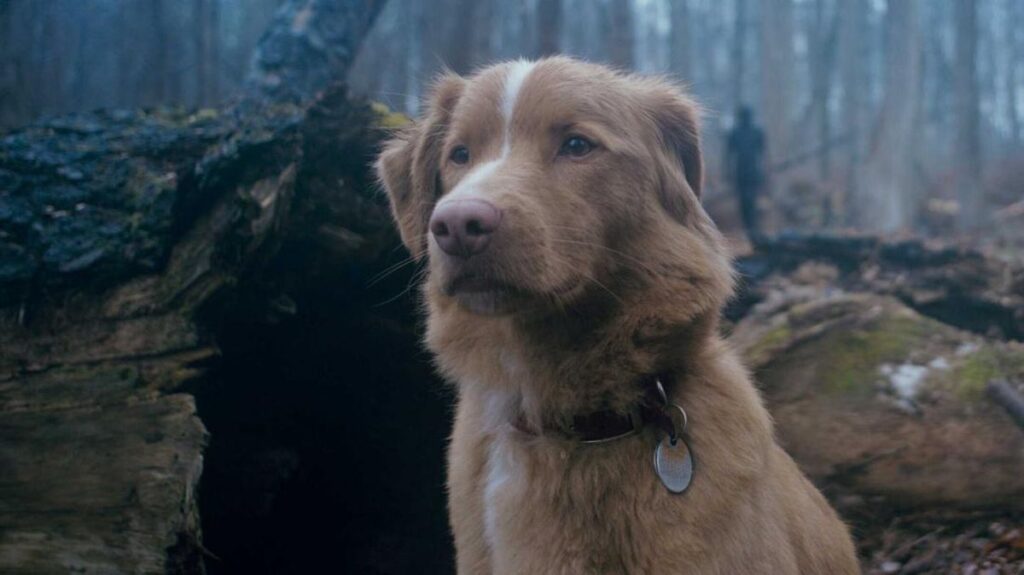 Top 5 Weekend Movie Picks: Must-See Films Including Good Boy and Yakin Nikah