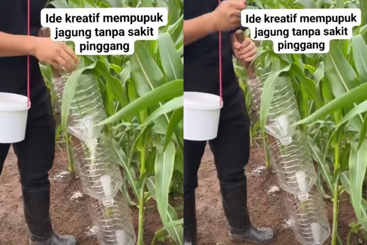 Smart Corn Fertilizing: Farmer Uses Recycled Bottles for an Effective Anti-Fatigue Hack