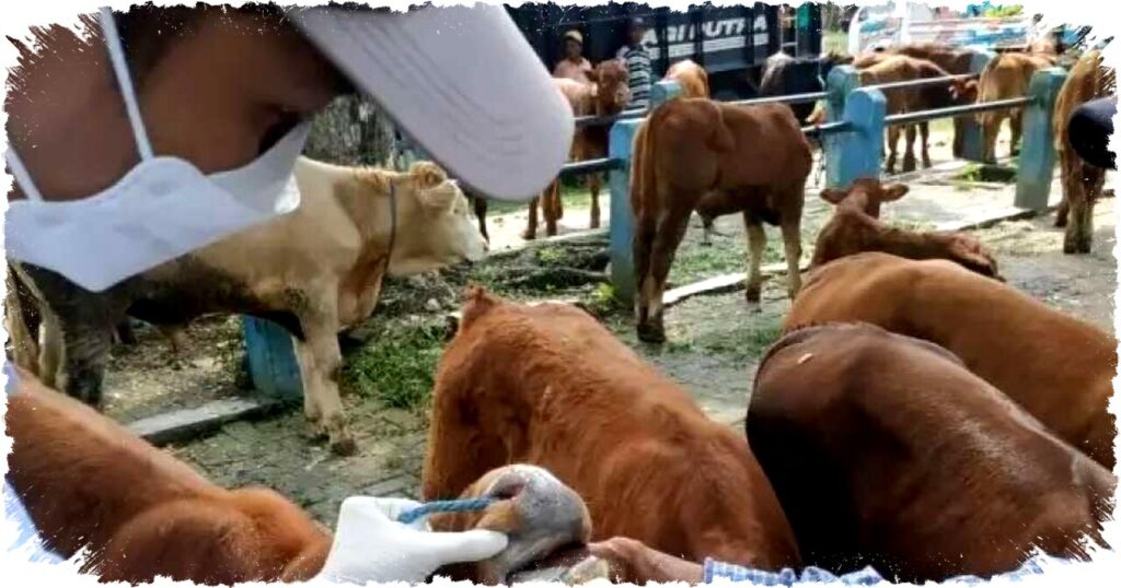 PMK Outbreak Hits Bojonegoro: 86 Cattle Infected, 6 Deaths Reported in Recent Surge