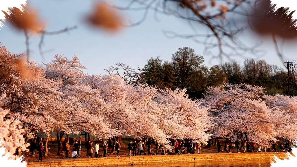DC Cherry Blossoms Near Peak Bloom, NPS Says Thursday Is The Moment