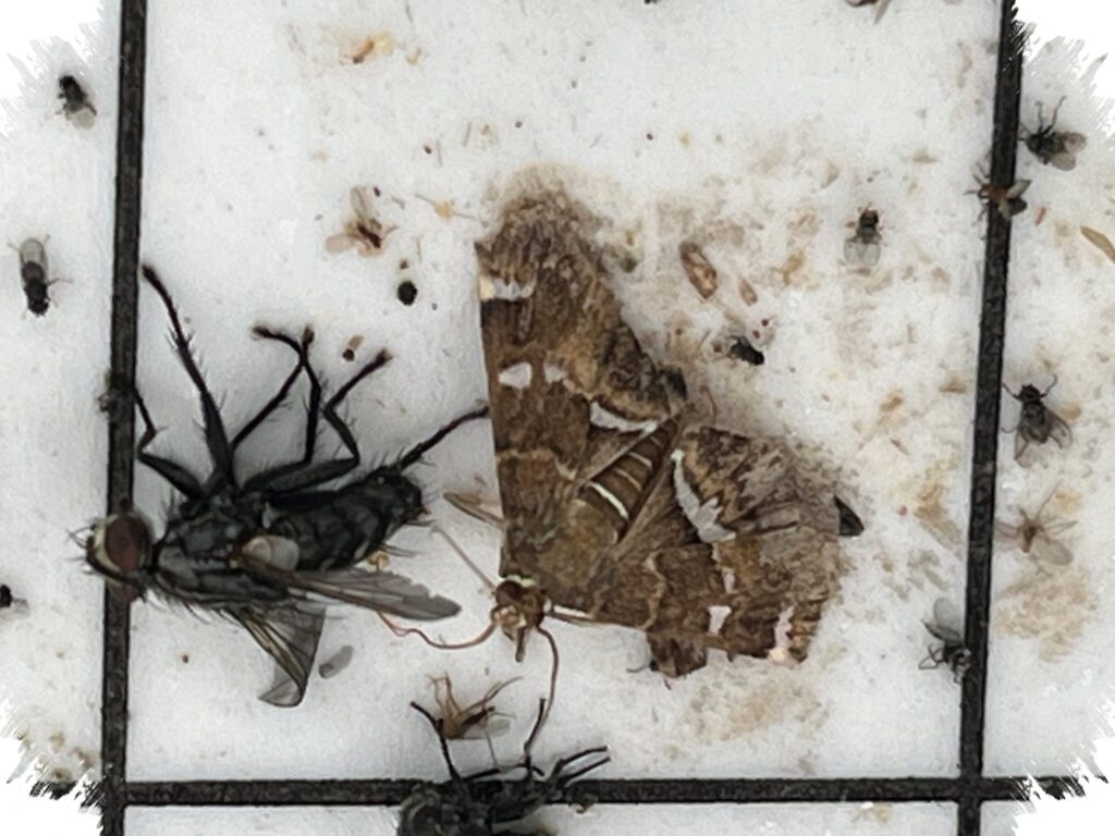 Pests Are No Longer Minor, ecoCare Unifies EPM From Homes To Industry
