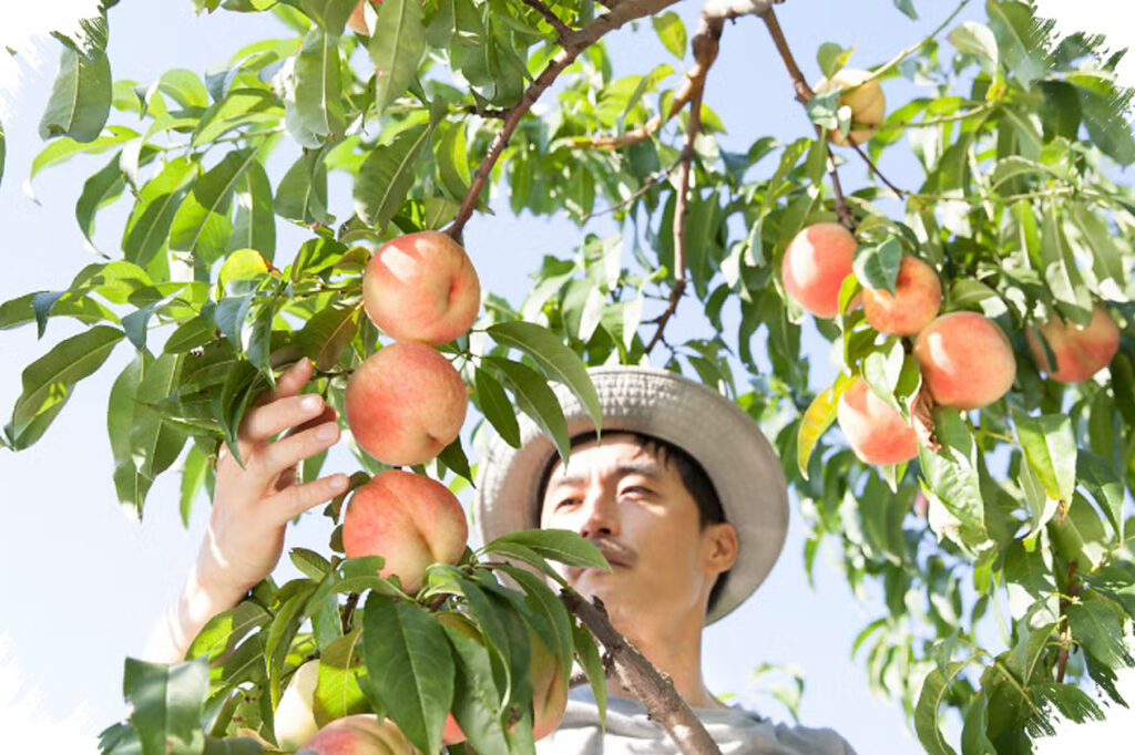 Del Monte’s Collapse Leaves 420,000 Peach Trees To Be Destroyed, California Farmers Face A $550 Million Blow
