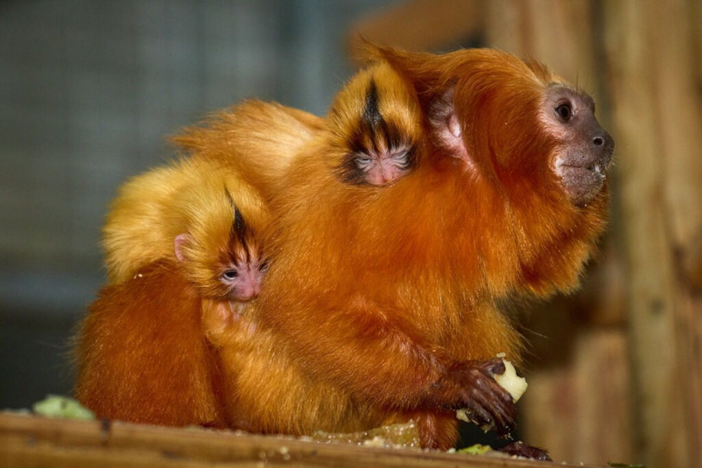 Golden Lion Tamarin Rebounds Beyond 4,800, A Rare Conservation Success Story