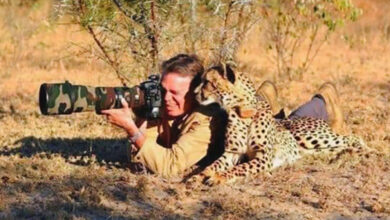 Gemini AI Turns Ordinary Photos Into Realistic Wildlife Photographer Portraits