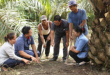 PalmCo’s PSR Lead Is Hard to Ignore, 6,672 Hectares Put It Ahead of Rivals