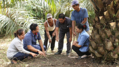 PalmCo’s PSR Lead Is Hard to Ignore, 6,672 Hectares Put It Ahead of Rivals
