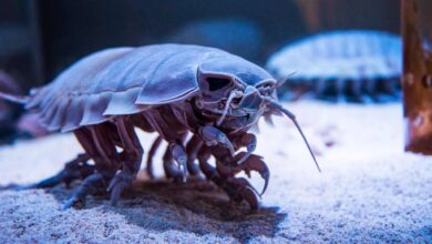 How a Giant Deep-Sea Isopod Survives Years Without Food, China’s Scientists Found the Switch