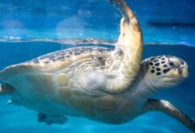 China Warns of Spy Turtles and Spy Fish, A New Twist in Maritime Espionage