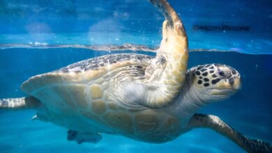 China Warns of Spy Turtles and Spy Fish, A New Twist in Maritime Espionage