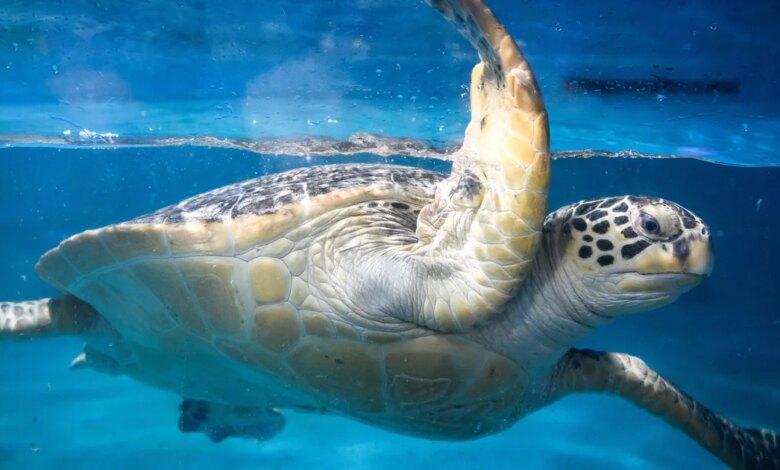 China Warns of Spy Turtles and Spy Fish, A New Twist in Maritime Espionage