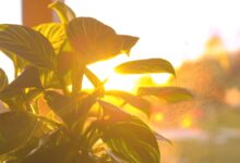 6 Gemini AI Prompts That Make Gardening Photos Look Warm and Real