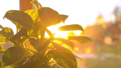 6 Gemini AI Prompts That Make Gardening Photos Look Warm and Real