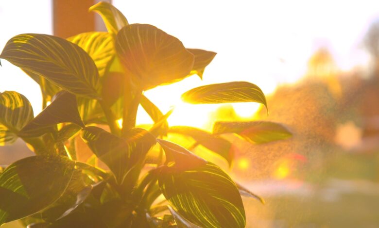 6 Gemini AI Prompts That Make Gardening Photos Look Warm and Real
