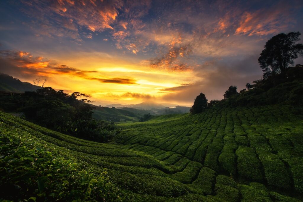 6 Gemini AI Prompts That Turn Tea Plantation Photos Into Cinematic Portraits