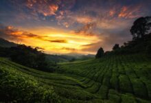 6 Gemini AI Prompts That Turn Tea Plantation Photos Into Cinematic Portraits