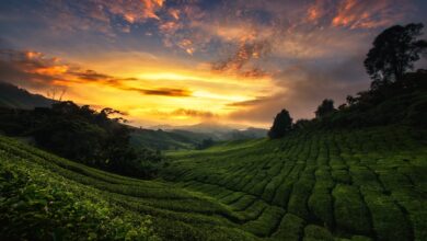 6 Gemini AI Prompts That Turn Tea Plantation Photos Into Cinematic Portraits