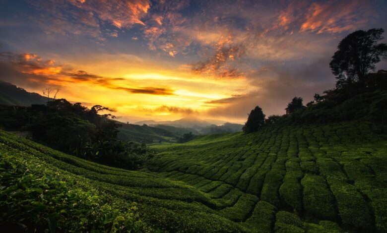 6 Gemini AI Prompts That Turn Tea Plantation Photos Into Cinematic Portraits