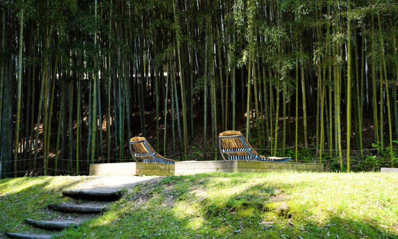 6 Gemini AI Prompts for Bamboo Forest Photos That Still Look Natural