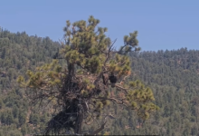 Big Bear Eaglet Sandy Falls From Nest Camera View, Crew Still Thinks She’s OK
