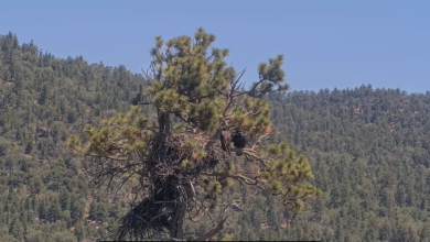 Big Bear Eaglet Sandy Falls From Nest Camera View, Crew Still Thinks She’s OK