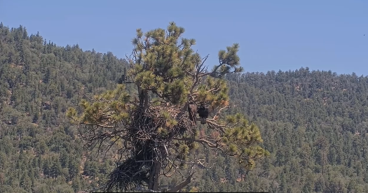 Big Bear Eaglet Sandy Falls From Nest Camera View, Crew Still Thinks She’s OK