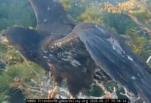 Sandy’s First Flight Stuns Big Bear Viewers, Then Comes The Calm After The Fall