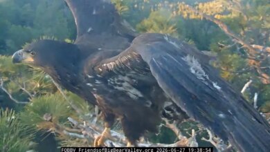Sandy’s First Flight Stuns Big Bear Viewers, Then Comes The Calm After The Fall