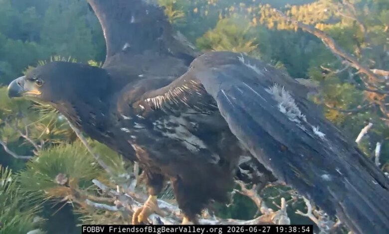 Sandy’s First Flight Stuns Big Bear Viewers, Then Comes The Calm After The Fall